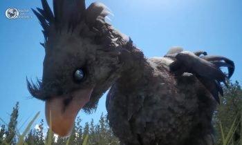 Black Chocobo